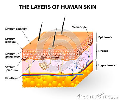 Layers of human skin. Melanocyte and melanin Vector Illustration