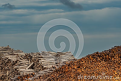 Layers of Logged Wood Stock Photo