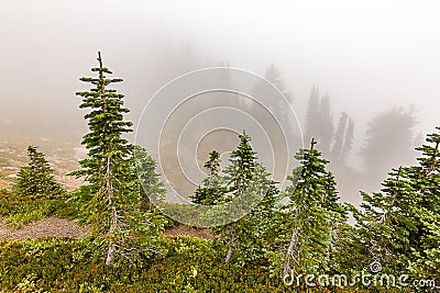 layers of trees and trails heading down switchbacks in fog Stock Photo