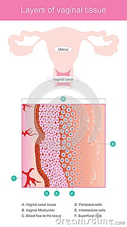 Layers of vaginal tissue. Stock Photo