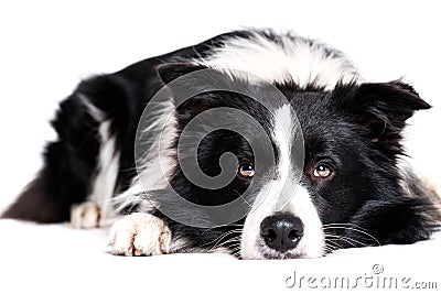 Laying border collie Stock Photo