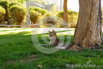 Laying cat under tree in sunny bright park outdoor nature environment summer time bright weather day, homeless animal theme Stock Photo