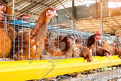 laying chicken Stock Photo