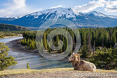 Laying down BigHorn Sheep (Ovis canadensis) ram portrait. Canadian Rockies Jasper National Park Stock Photo