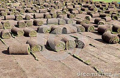 Laying of a grass rolled lawn at stadium Stock Photo