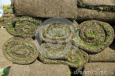 Laying of a grass rolled lawn at stadium Stock Photo