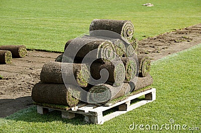 Laying of a grass rolled lawn at stadium Stock Photo