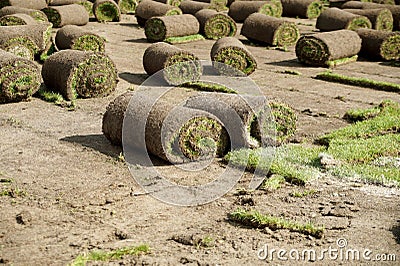 Laying of a grass rolled lawn at stadium Stock Photo