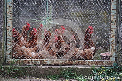 Chickens in the small stable. Stock Photo