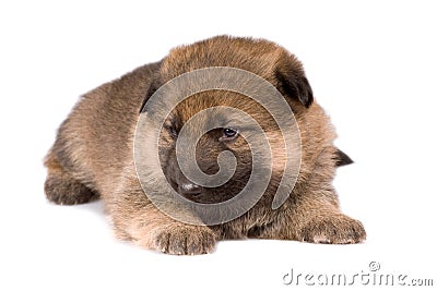 Laying sheep-dogs puppy Stock Photo