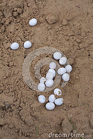 laying of soft white lizard eggs in the sand Stock Photo