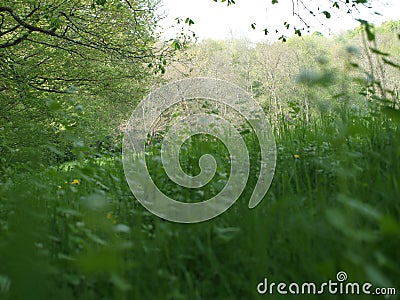 Laying together in the summer fields Stock Photo