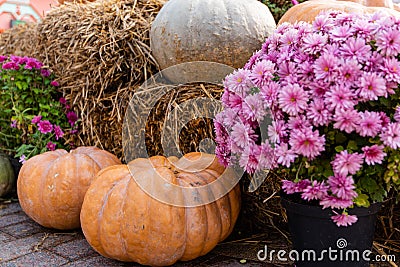 layout autumn flowers pumpkins on straw harvest holiday halloween Stock Photo