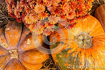 layout autumn flowers pumpkins on straw harvest holiday halloween Stock Photo