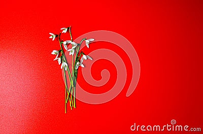 Creative layout made with snowdrop flowers on bright red background Stock Photo