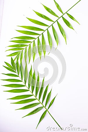 Layout of tropical leaves on a white background. Minimal summer exotic concept with copy space. Flat lay, top view Stock Photo