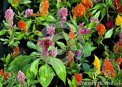 Layout view of beautiful garden flower Stock Photo