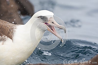 Laysan Albatros, Phoebastria immutabilis Stock Photo