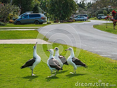 Laysan Albatross Stock Photo