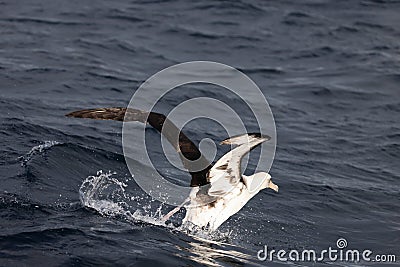 Laysan albatross in Japan Stock Photo