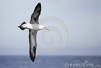 Laysan Albatross, Phoebastria immutabilis wings widespread Stock Photo