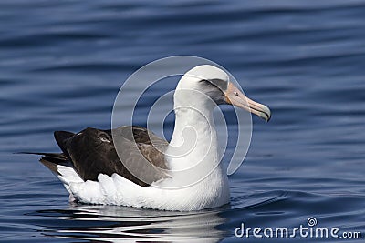 Laysan albatross sitting on the waves near the Commander Stock Photo