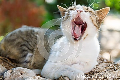 Lazing cat Stock Photo