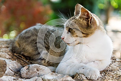 Lazing cat Stock Photo