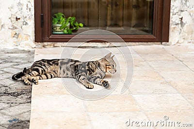 Lazing cat Stock Photo