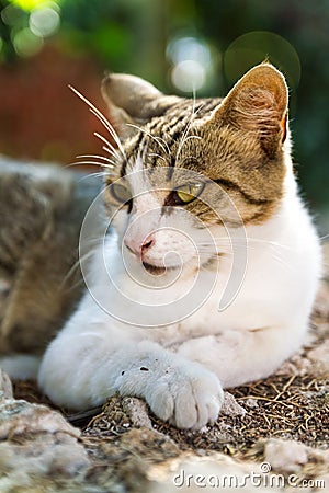 Lazing cat Stock Photo