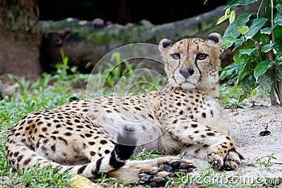 Lazing cheetah Stock Photo
