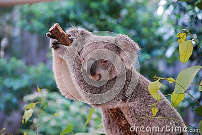 Lazing Koala Stock Photo