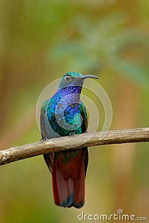 Lazuline Sabrewing, Campylopterus falcatus, El Dorado Lodge, Nevado de Santa Marta, hummingbird sitting on the branch Stock Photo