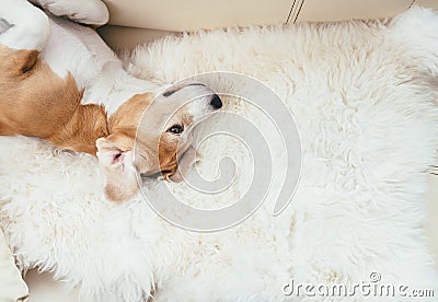 Lazy beagle dog lies on sofa Stock Photo