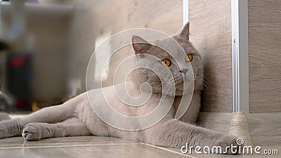 Lazy cat staring at camera stock video. Video of pedigreed - 232638155 Lazy cat staring at camera stock video. Video of pedigreed - 232638155
