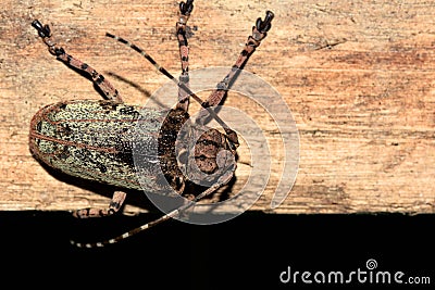 Lazy Cambodian beetle siting on the wood Stock Photo