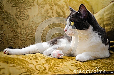 Lazy Cat Stock Photo