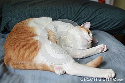 Lazy cat lying on the bed Stock Photo