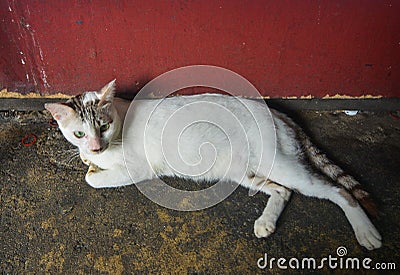 A lazy cat lying on road Stock Photo