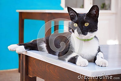 Lazy Cat Lying on a Table in the Greek Islands Stock Photo