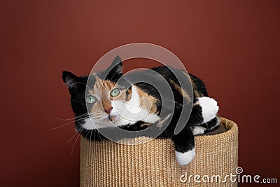 lazy cat resting on scratching barrel cat furniture Stock Photo