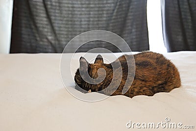 Lazy cat snoozes Stock Photo