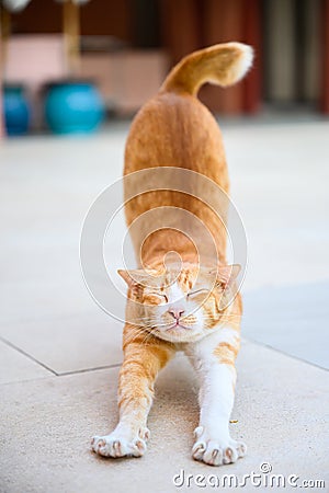 Lazy cat is stretching after waking up outdoor, Vertical picture Stock Photo