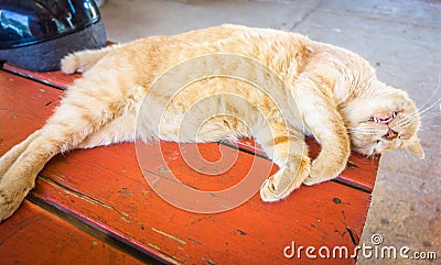 Lazy cat taking a nap Stock Photo