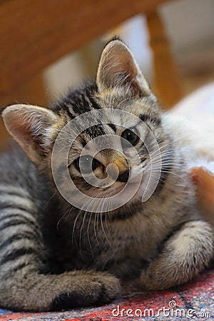 Lazy cat wake up Stock Photo