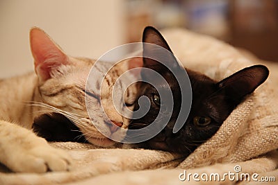 Lazy cats Stock Photo