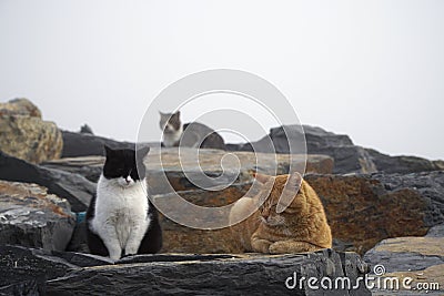 Lazy cats are resting in a foggy day Stock Photo