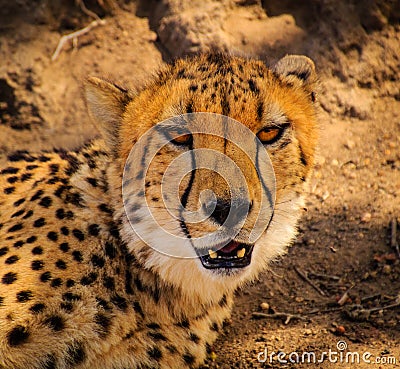 Lazy Cheetah Stock Photo