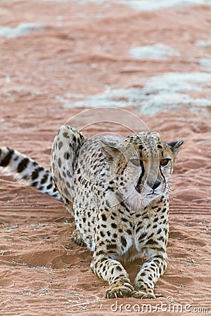 Lazy Cheetah (Gepard). Stock Photo