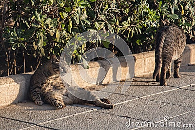 A lazy city cat is lying on the street, taking siesta and does not hurry anywhere. Close up view.3 Stock Photo